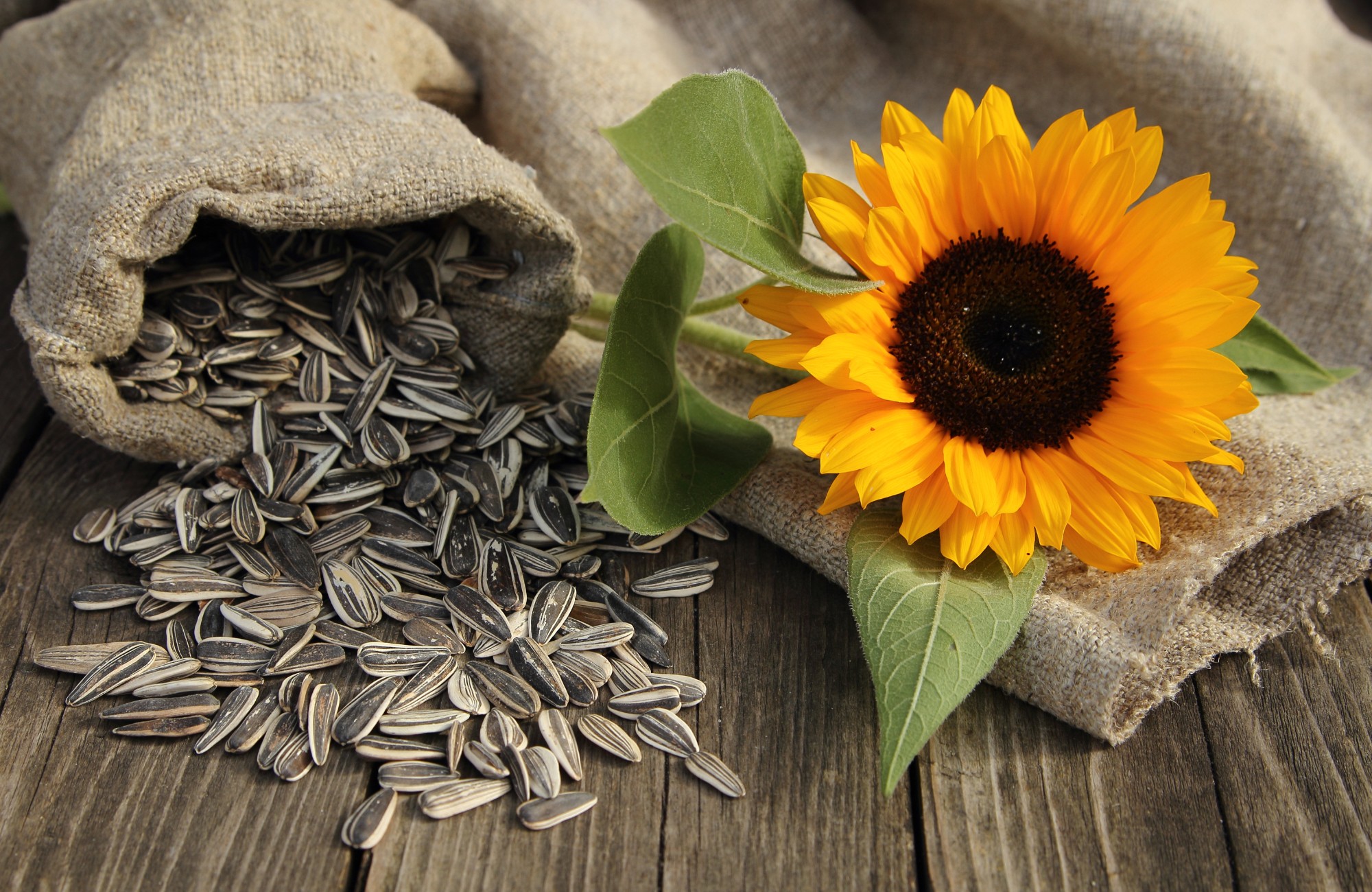 Can You Eat Sunflower Seed Shells? Health Benefits and Risks