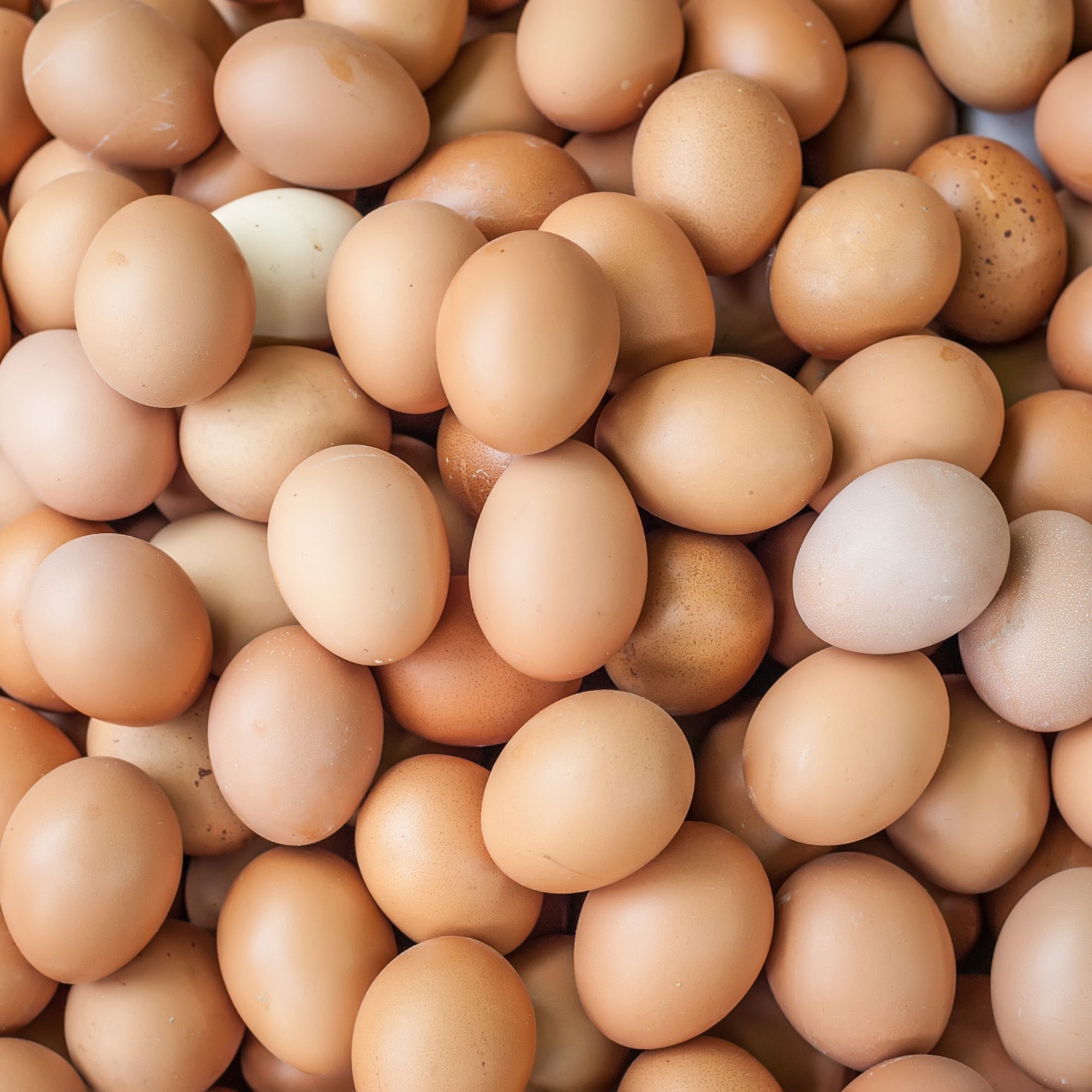 bulk eggs