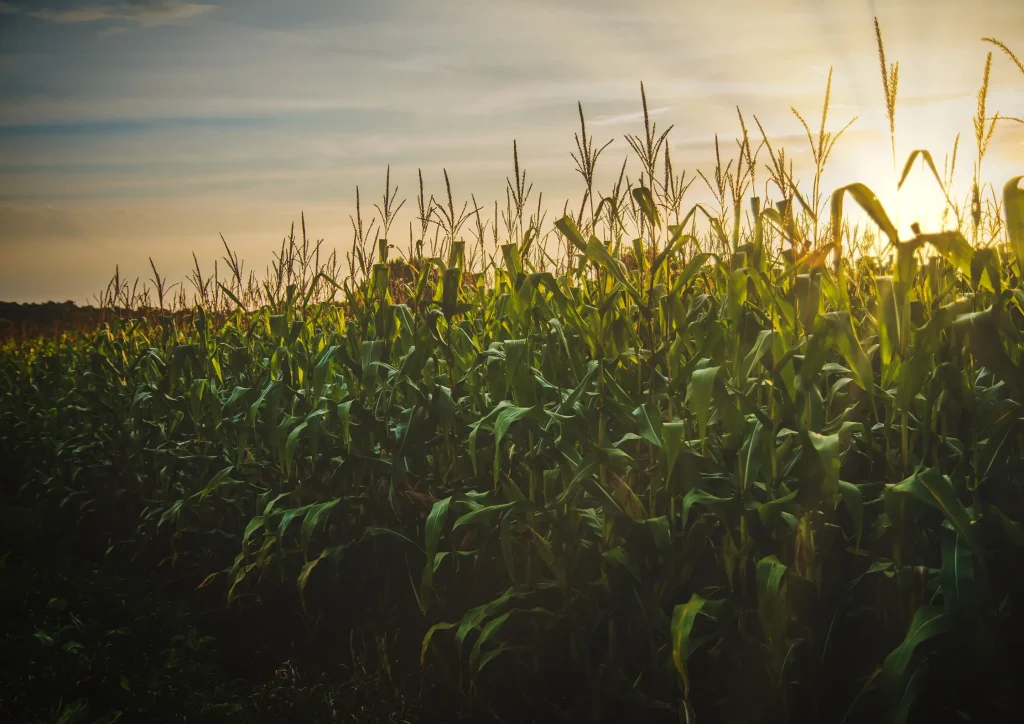 Cornfield at sunset used for producing high fructose corn syrup.