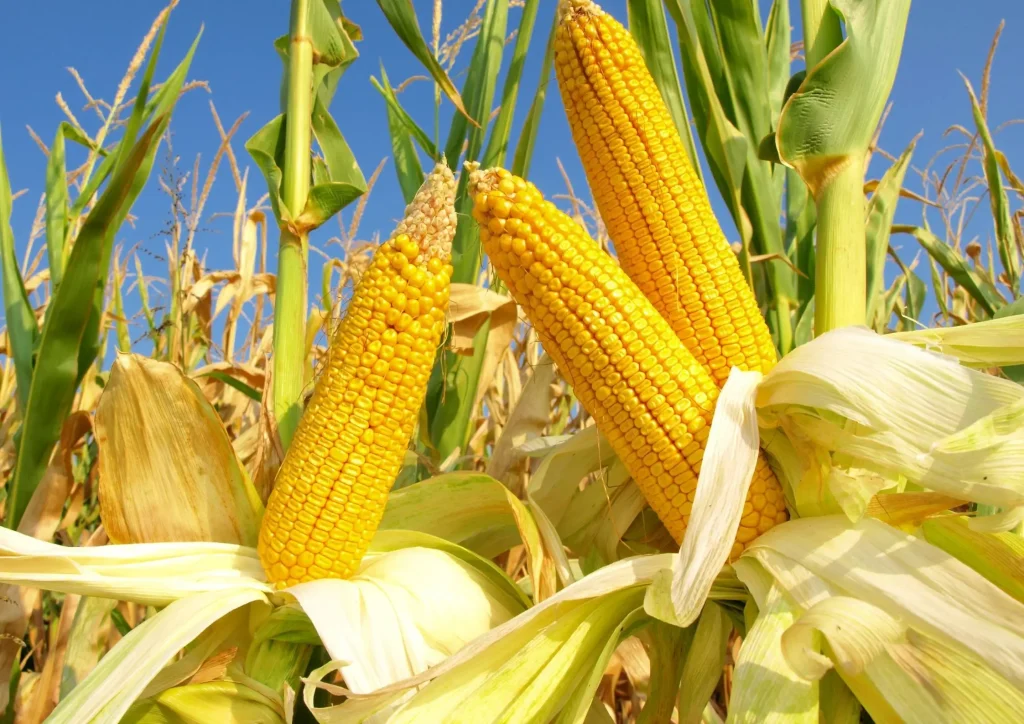 Corn plants used to make corn syrup solids
